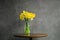 A Glass Vase with Yellow Daffodils Against a Gray Background, copy space.