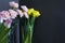 Glass vases with tulips, carnations and daffodils on a dark background, concept of congratulations mother`s day, eighth of march