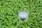 Glass of water in green clovers outdoors