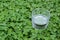 Glass of water in green clovers outdoors, space for text