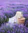 Glass of white wine in a lavender field. Violet flowers on the background.