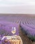 Glass of white wine in a lavender field. Violet flowers on the background.