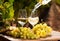 Glass of White wine ripe grapes and bread on table in vineyard