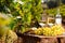 Glass of White wine ripe grapes and bread on table in vineyard