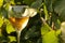 Glass with white wine in vineyard on old table. Vineyard at sunset. White wine glass, wine bottle and white grape on wood table