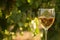 Glass with white wine in vineyard on old table. Vineyard at sunset. White wine glass, wine bottle and white grape on wood table