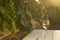 Glass with white wine in vineyard on old table. Vineyard at sunset. White wine glass, wine bottle and white grape on wood table