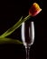 A glass of wine with a red tulip. Dark background. Silhouette photo