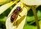 Glass-winged Dronefly  - Eristalis similis, Worcestershire, England