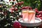 Glasses of pink lemonade on white table in rose garden. Space for