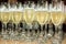 Glasses served with champagne, to make a toast at a social event