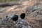 glasses on a stone in a coniferous forest