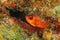 Glasseye Snapper Hiding in a Coral Reef - Roatan, Honduras