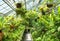 Glasshouse full of green ferns