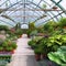 Glasshouse kaleidoscope.Exploring a botanical wonderland in a vibrant greenhouse.AI generated