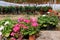 Glasshouse with pelargoniums