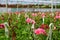 Glasshouse with pelargoniums