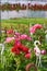 Glasshouse with pelargoniums