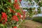 Glasshouse with pelargoniums