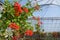 Glasshouse with pelargoniums