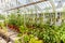 Glasshouse vegetables plants cultivationin the English lost gar