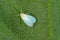 The glasshouse whitefly or greenhouse whitefly - Trialeurodes vaporariorum. It is dangerous pest of many plants.