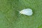 The glasshouse whitefly or greenhouse whitefly - Trialeurodes vaporariorum. It is dangerous pest of many plants.