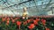 Glasshouse worker sprays potted cyclamen with water.