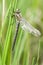 Glassnijder, Hairy Hawker, Brachytron pratense