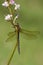 Glassnijder, Hairy Hawker, Brachytron pratense