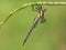 Glassnijder, Hairy Hawker, Brachytron pratense