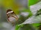 Glasswing butterfly