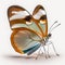 Glasswing butterfly Greta oto. Beautiful Butterfly in Wildlife. Isolate on white background