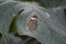 Glasswinged butterfly -Greta oto- on a green leaf