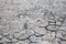 Glasswort on the cracked dry ground