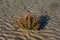 Glasswort Salicornia europaea,Sankt Peter-Ording,North Sea,North Frisia,Germany