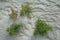 Glasswort (Salicornia europaea) Sankt Peter-Ording North Sea North Frisia Germany