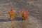 Glasswort (Salicornia) at North Sea North Frisia Germany