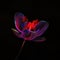 Glassy neon glowing Flowering Rush flower close up against black background