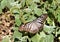 Glassy Tiger butterfly on bushes