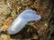 Glassy Tunicate Ascidia paratropa