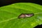 Glassy-Winged Sharpshooter Homalodisca vitripennis on a Crepe Myrtle leaf.