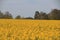 Glastonbury Tor Viewed From A Field Of Rape Seeds