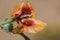 Glaucium corniculatum blackspot hornpoppy precious and sparse orange and black center poppy