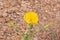 Glaucium flavum, yellow horned poppy flower , flora Iran