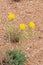 Glaucium flavum, yellow horned poppy flower , flora Iran