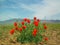 Glaucium grandiflorum , Grand-Flowered Horned Poppy flower