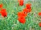 Glaucium grandiflorum , Grand-Flowered Horned Poppy flower