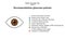Glaucoma. Recommendations glaucoma patients. Infographics. Vector illustration