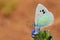 Glaucopsyche seminigra butterfly on blue flower